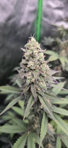 SGC And GWS Clones — flower, day 44