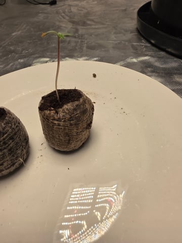 Permanent Marker  — grow_setup, day 1