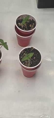 Maple Nectar  — seedling_rooting, day 10