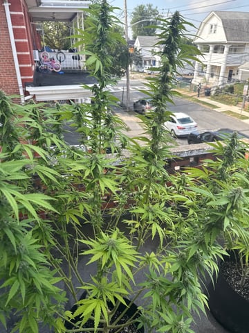 balcony  — flower, day 19