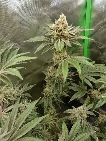 Mainely Genetics Micro Pheno Hunt — flower, day 85
