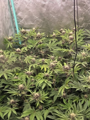 Relentless Genetics Trop Cherry S1 — flower, day 47