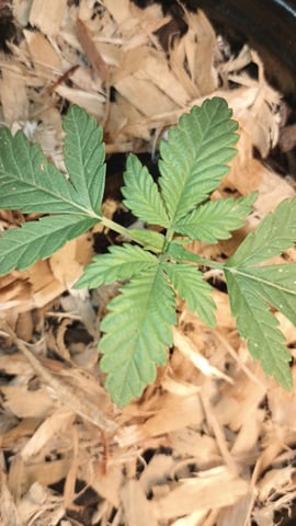 first grow — vegetative, day 18