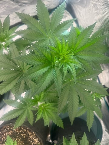  Alaska Thunderfuck — vegetative, day 24