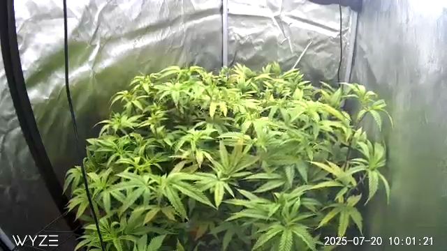 First Grow — vegetative, day 61