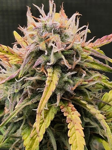 BlackBerry Moon Rocks Auto