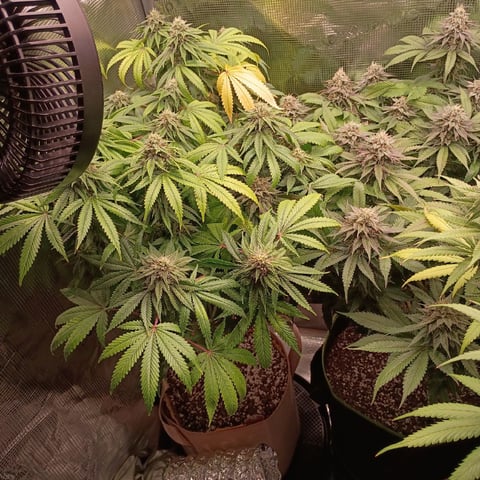 TentPlantLightFan — flower, day 114