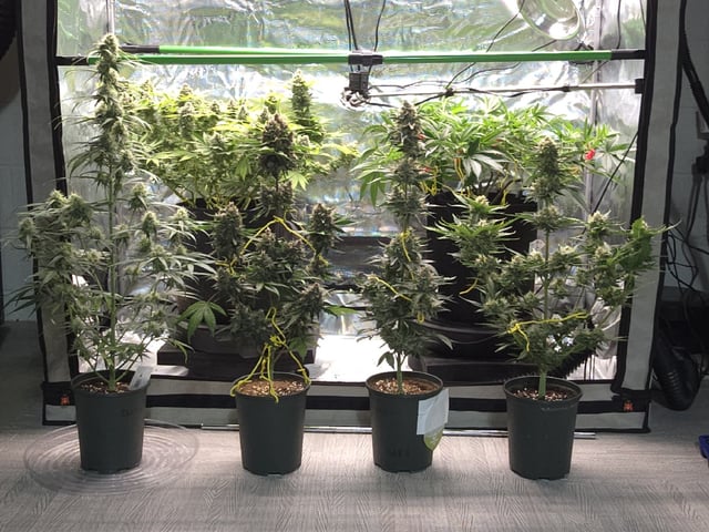 (4)autos  — flower, day 68