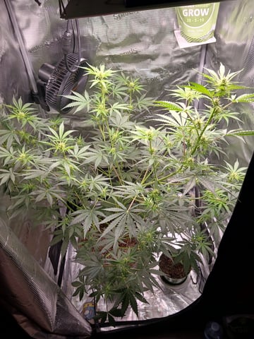 black gorilla feminized  — flower, day 18