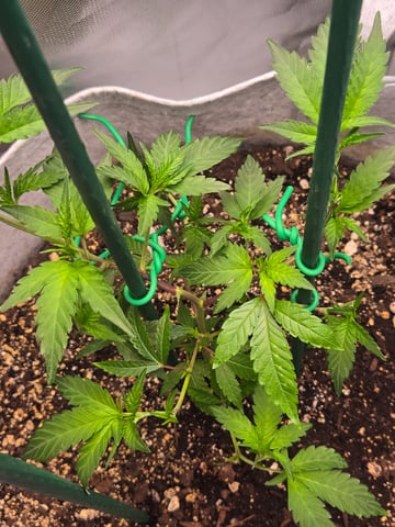 Looking for advice! — vegetative, day 23