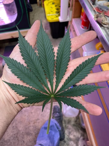 widows’ mimosa f1 — flower, day 54