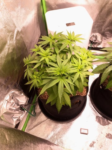 Pineapple Chunk/Runtz