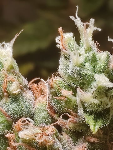 drawer grow forbidden fruit — flower, day 101