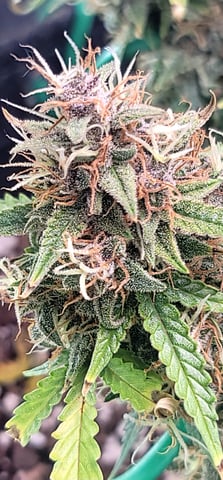 Number Two.  Lola — flower, day 93