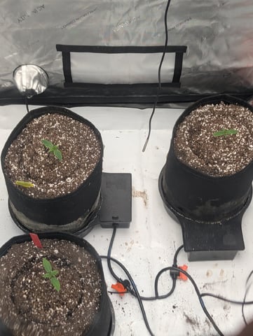 Guava, Guava, Gelato  — grow_setup, day 10