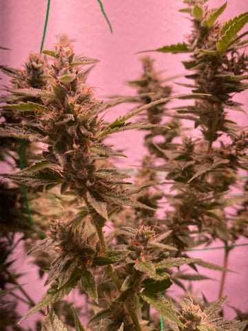 pineapple Express  — flower, day 31