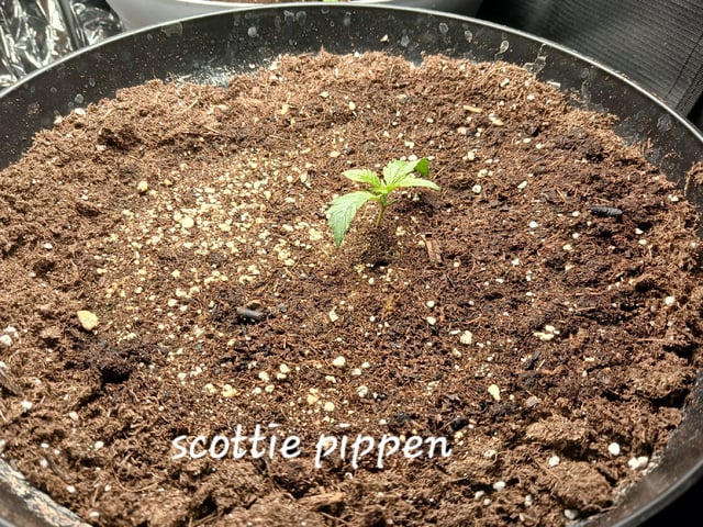 Christmas Stash  — seedling_rooting, day 3