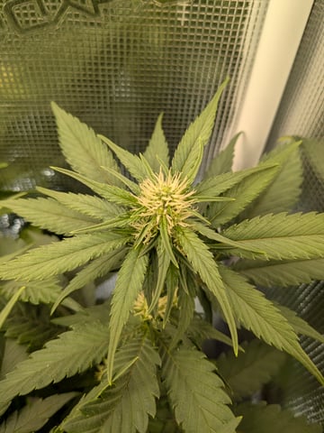 Perpetual Garden — flower, day 1