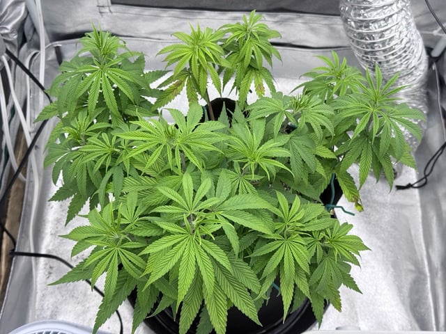 Blue Dream Grow — vegetative, day 27