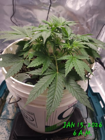Dos Si Dos. Indica — vegetative, day 21