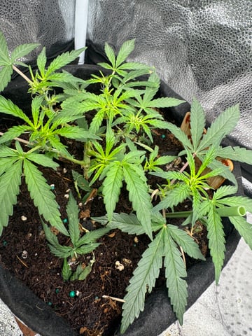  Acapulco gold auto July  — flower, day 29