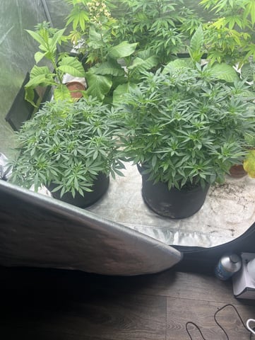 Purple Plum Perfect 💜 & 2 Grape Runtz 🍇 Mainlining garden. 