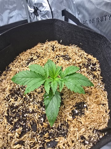 Purple Haze  — vegetative, day 8