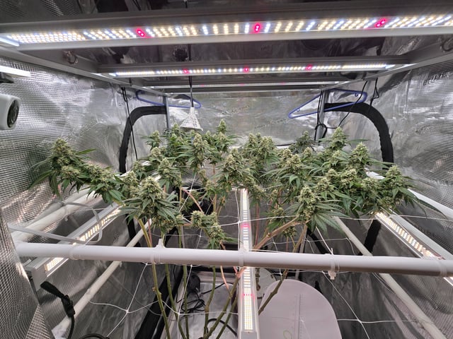 Grow 3 — flower, day 51