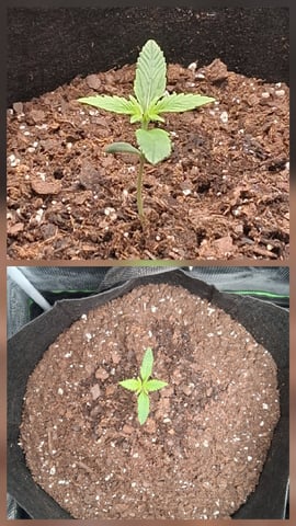 First Indoor Grow  — seedling_rooting, day 15