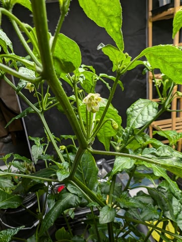 See what grows — vegetative, day 84