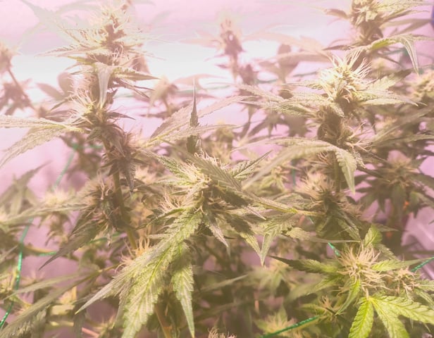 pineapple Express  — flower, day 14