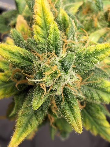 STELLA — flower, day 101