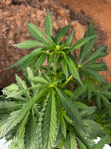 Autoflowers — flower, day 31