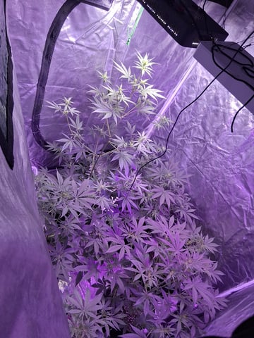 first auto grow — flower, day 42