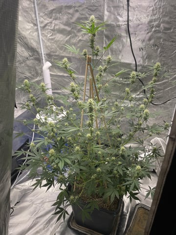 ripleys og — flower, day 60