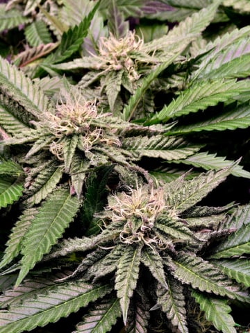 Divine Gelato 3 x Blue Zushi x 44 Photo — flower, day 74