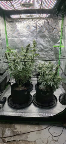 SGC & GWS — flower, day 101