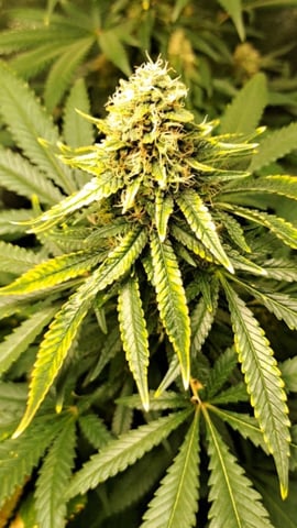 Pineapple Chunk/Runtz — flower, day 129