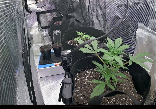 week 1 — seedling_rooting, day 21