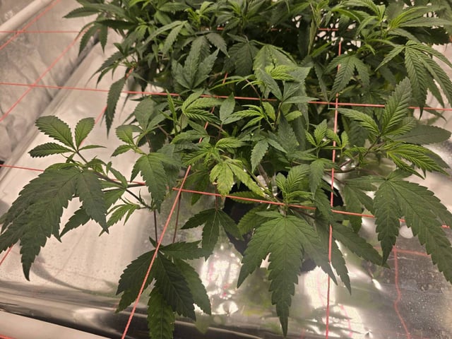 Platnium Jelly — vegetative, day 46