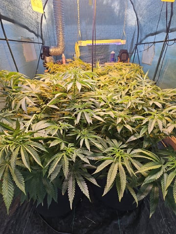 Sour Headies/OGBX1