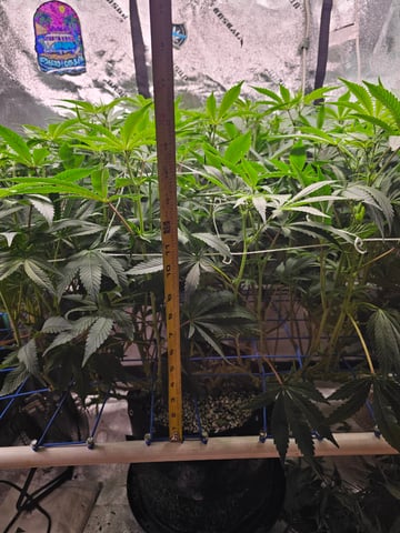 scrog from cut.  — flower, day 29