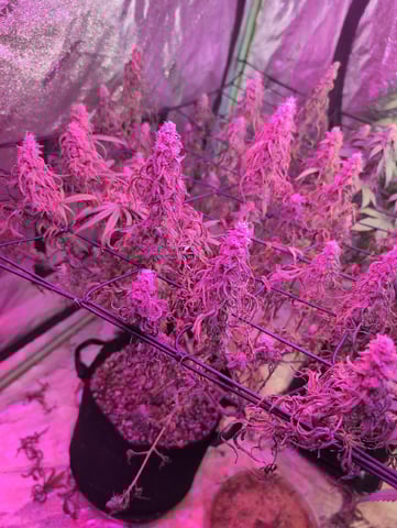 2025-26 — flower, day 84