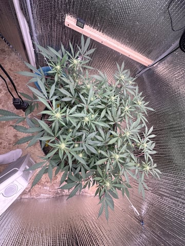 Gelly Mama and Sugar Tree — flower, day 221