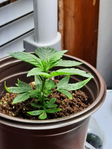 missing pieces — flower, day 100