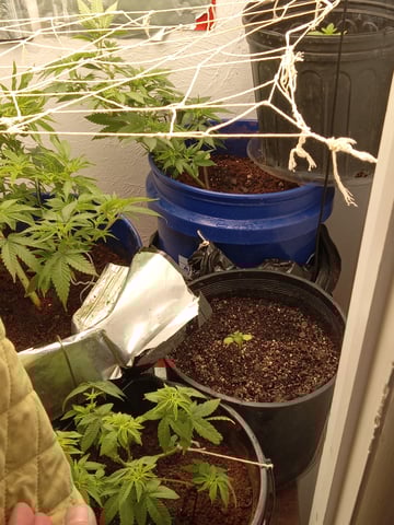closet grow for veg with a.c infinity air intake fan .With no carbon filter just suction,and spider farmer sf 7000.Then a spider farmer sf tent 4×4×6.5with a G1500 l.e.d from spiderfarmer and spider farmer 6inch clip oscalating fan. — flower, day 27