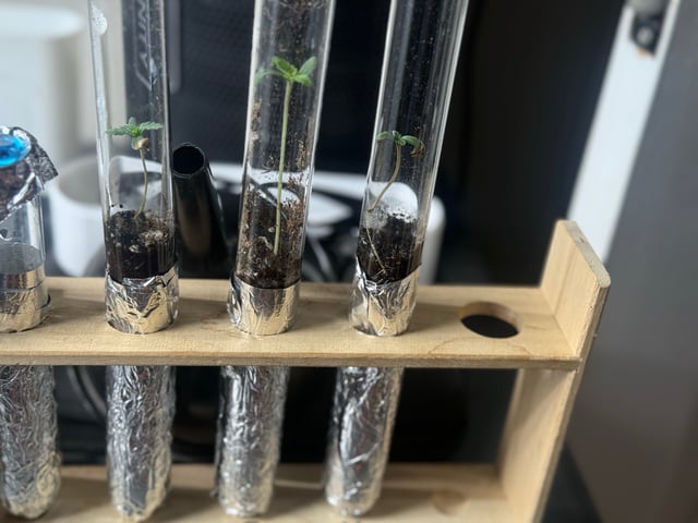 4 For The Win! — germination, day 8