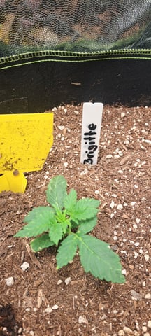 First Grow with the new setup  — seedling_rooting, day 14