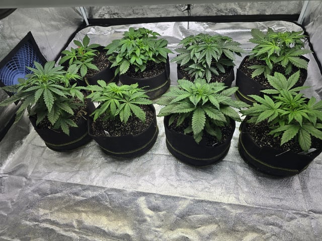 Autos AGAIN — vegetative, day 30