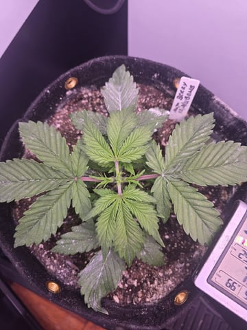 1st Auto Grow (LSD + BrB) - 1st indoor Grow — vegetative, day 22